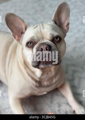 Bouledogue français, fauve lilas. 'Coincé dans un regard'. Banque D'Images