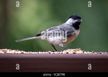 Un chickadee à coiffe noire se dresse sur un rebord en bois parsemé de graines, en tenant une dans son bec. Banque D'Images