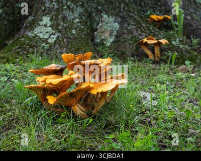 Un amas de champignons faux chanterelles orange vif, ou Hygrophoropsis aurantiaca, sur le sol de la forêt. Banque D'Images