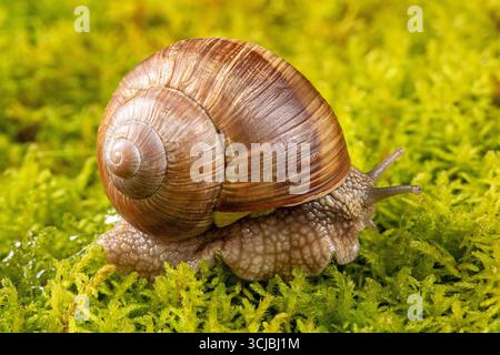 Cette macro-imagerie captivante d'un escargot de raisin capture des détails complexes sous plusieurs angles, magnifiquement placés sur un fond mousseline luxuriant Banque D'Images