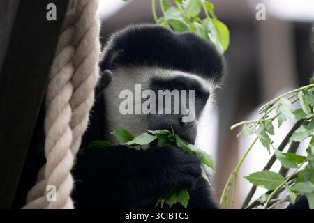 Le Guereza mantelé (Colobus guereza), également appelé Colobus noir et blanc oriental, ou Colobus noir et blanc abyssinien. Banque D'Images