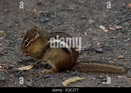 Le Chipmunk de l'est (Tamias striatus) est une espèce de Chipmunk que l'on trouve dans l'est de l'Amérique du Nord. C'est le seul membre vivant du genre Tamias. Banque D'Images