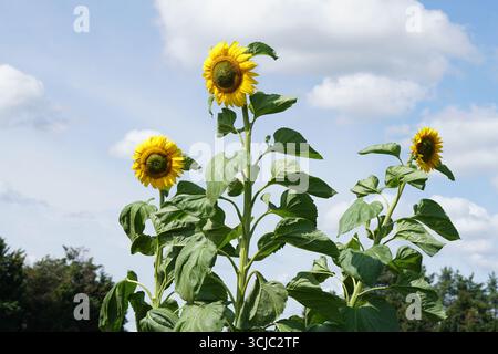 Trois tournesols fleurissent sous un ciel bleu clair un jour ensoleillé. Milford, Angleterre Banque D'Images