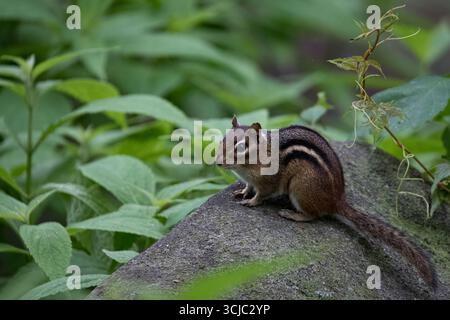 Le Chipmunk de l'est (Tamias striatus) est une espèce de Chipmunk que l'on trouve dans l'est de l'Amérique du Nord. C'est le seul membre vivant du genre Tamias. Banque D'Images