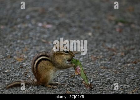 Le Chipmunk de l'est (Tamias striatus) est une espèce de Chipmunk que l'on trouve dans l'est de l'Amérique du Nord. C'est le seul membre vivant du genre Tamias. Banque D'Images