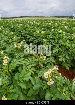 Plants de pommes de terre fleurissant en rangées dans un champ de pommes de terre sur Prince Edward Isalnd Canada Banque D'Images