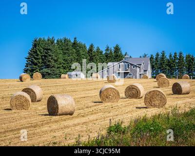 Balles de foin dans un champ agricole à l'Île-du-Prince-Édouard Canada Banque D'Images