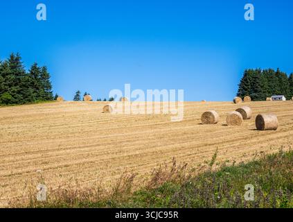 Balles de foin dans un champ agricole à l'Île-du-Prince-Édouard Canada Banque D'Images
