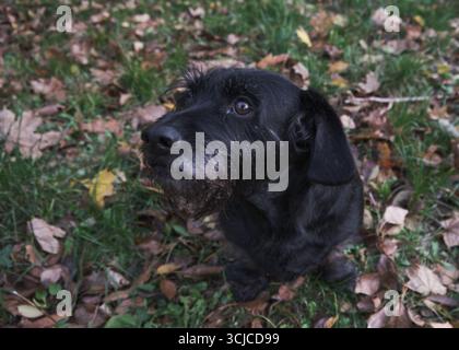 Chien de mélange terrier noir mignon assis dans les feuilles d'automne et l'herbe verte, regardant vers le haut avec attente. Banque D'Images