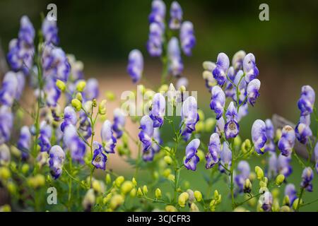Aconitum cammarum Bicolor également connu sous le nom d'aconite, monkshood, wolfsbane en fleur. Pourpre et blanc Aconitum cammarum Bicolor fleurs dans le jardin. Banque D'Images