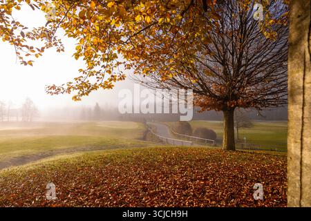 Matin d'automne serein dans les Alpes européennes, avec des feuilles dorées qui tapissent le sol. Une atmosphère brumeuse et tranquille enveloppe un chemin sinueux à travers Lush Banque D'Images
