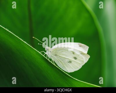 Photographie détaillée de pieris brassicae, communément appelé le grand papillon blanc, perché gracieusement sur une feuille verte vibrante, mettant en valeur son délice Banque D'Images