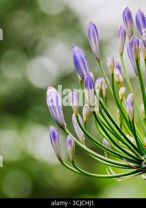 Gros plan des bourgeons Agapanthus africanus présentant des couleurs vives et une beauté naturelle. Cette plante ornementale, connue sous le nom de lis africain, prospère dans les jardins A. Banque D'Images