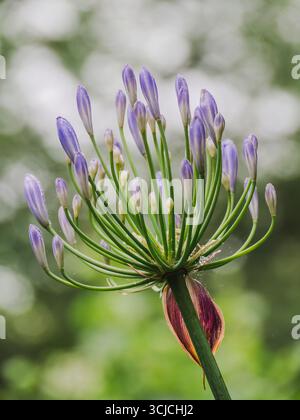 Gros plan d'Agapanthus africanus, également connu sous le nom de lis africains ou de fleur d'amour, avec des bourgeons vibrants prêts à fleurir. Cette plante tolérante à la sécheresse ajoute BE Banque D'Images
