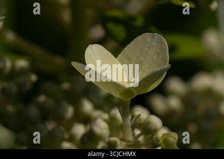 Vue rapprochée d'un pétale d'hortensia en fleurs scintillant sous la lumière directe du soleil. Les textures délicates et les nuances subtiles soulignent la beauté naturelle o Banque D'Images