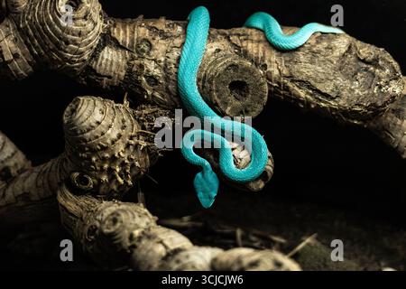 Un serpent vipère bleu saisissant s'enroule élégamment sur une branche texturée et torsadée. La couleur vibrante contraste avec l'arrière-plan sombre et naturel, mettant en évidence Banque D'Images
