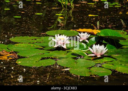 Trois fleurs de nénuphars roses et blanches entourées de nénuphars verts flottant sur un étang calme, une scène tranquille de la nature estivale. Banque D'Images