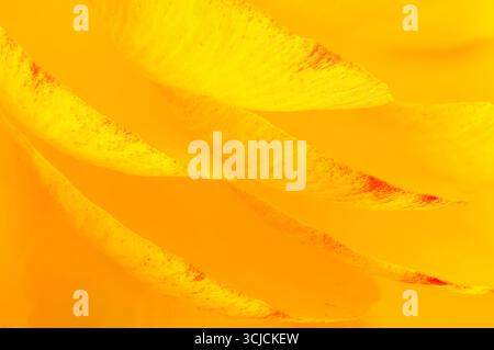 Une photo macro détaillée de pétales de ranoncule jaunes, affichant une texture vibrante et riche. L'image capture la délicatesse et la beauté du motif floral Banque D'Images