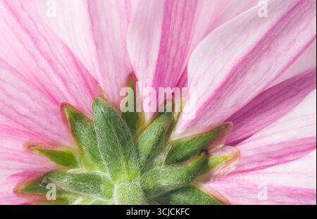 Gros plan détaillé d'une fleur de chrysanthème présentant des pétales rose doux et des sépales verts éclatants. La texture complexe et la coloration créent un A. Banque D'Images