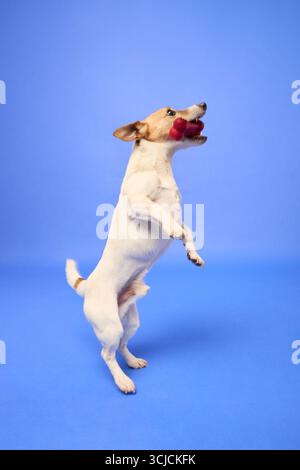 Un Jack Russell terrier se tient debout, en équilibre sur ses pattes arrière, tenant ludique un jouet rouge dans sa bouche sur un fond de studio bleu vif. Banque D'Images
