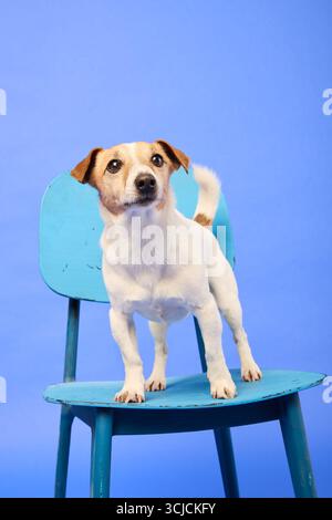 Un joli Jack Russell terrier est assis sur une chaise bleue sur un fond bleu assorti dans un studio photo lumineux. Le chien semble alerte et curieux, Banque D'Images