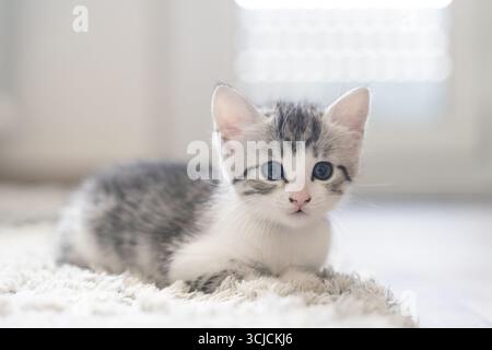 Un charmant chaton gris et blanc aux yeux bleus vifs repose paisiblement sur un tapis moelleux, trempé dans la lumière chaude du soleil. Le cadre serein évoque un sen Banque D'Images