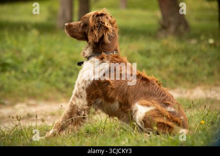 L'épagneul breton est assis attentivement dans un pré verdoyant, mettant en valeur son beau pelage et son comportement vif. Le chien ludique apprécie le naturel serein Banque D'Images