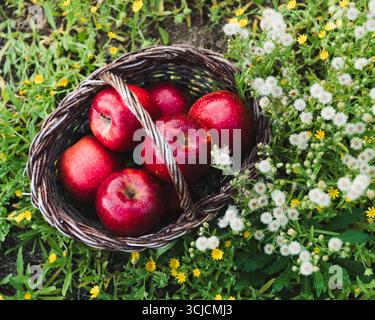 Un panier rempli de pommes rouges éclatantes se trouve sur une herbe luxuriante entourée de délicates fleurs sauvages, mettant en valeur la fraîcheur et l'attrait du naturel Banque D'Images