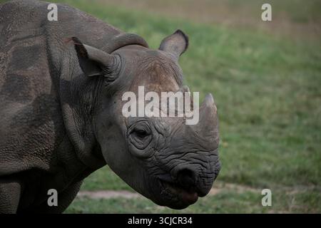 Le rhinocéros noir de l'est (Diceros bicornis michaeli), également connu sous le nom de rhinocéros noir d'Afrique de l'est. C'est une sous-espèce du rhinocéros noir Banque D'Images