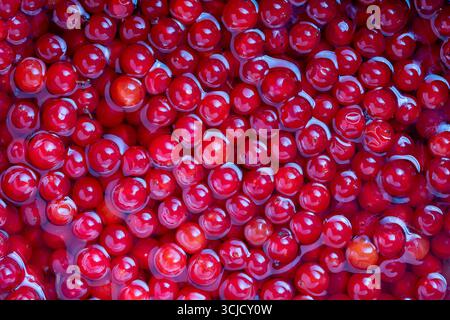 Viburnum rouge mûr en gros plan. Beaucoup de baies viburnum dans l'eau. Fond de baies rouges, cuites pour la confiture, vue de dessus Banque D'Images