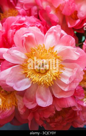 Gros plan d'une fleur de pivoine rose fleurie avec des étamines jaunes au centre, symbolisant la romance, la prospérité et l'élégance Banque D'Images