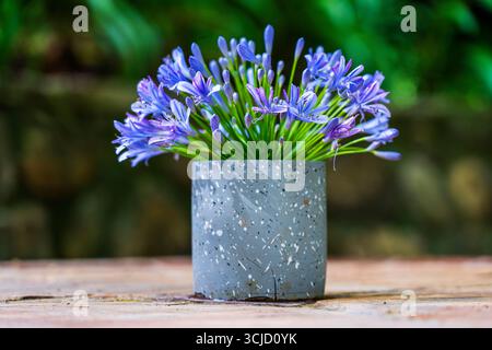 Agapanthus praecox, fleur de lis bleu en vase sur la table, gros plan. Le lis africain ou lis du Nil est une plante de jardin populaire dans la famille des Amaryllidaceae Banque D'Images