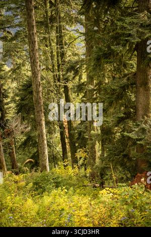Une bouche d'incendie isolée se dresse au milieu d'un feuillage forestier ancien, ses teintes rouge foncé et noir contrastent frappant avec le cadre verdoyant Banque D'Images