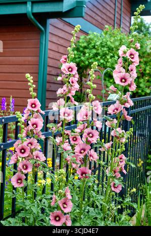 Un hollyhock à fleurs roses dans sa fleur de fleur. Banque D'Images
