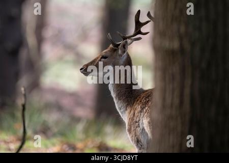 Le cerf en jachère européen (Dama dama), également connu sous le nom de cerf en jachère commune ou simplement de cerf en jachère. Banque D'Images