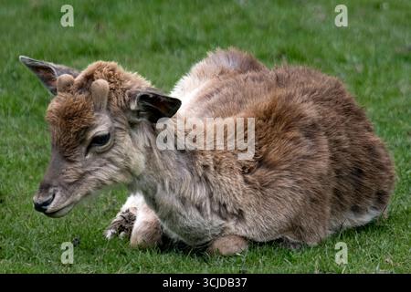 Le cerf en jachère européen (Dama dama), également connu sous le nom de cerf en jachère commune ou simplement de cerf en jachère. C'est l'une des deux espèces existantes de cerfs dans le genre Banque D'Images