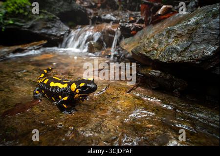 Salamandre de feu dans l'habitat naturel, faune, République tchèque, grand angle, environnement, salamandra salamandra Banque D'Images