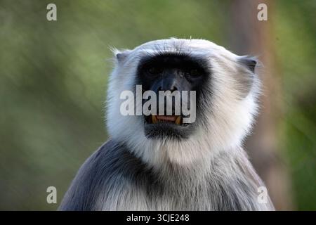 Le Langur gris des plaines septentrionales (Semnopithecus entellus), également connu sous le nom de Langur sacré, Langur sacré du Bengale et Langur sacré de Hanuman. Banque D'Images