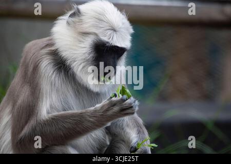 Le Langur gris des plaines septentrionales (Semnopithecus entellus), également connu sous le nom de Langur sacré, Langur sacré du Bengale et Langur sacré de Hanuman. Banque D'Images