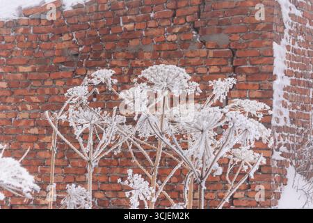 Des plantes sauvages givrées avec des cristaux de glace complexes devant un mur de briques rouges altérées, soulignant une atmosphère hivernale sereine dans la nature Banque D'Images