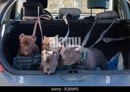 Quatre chiots tyrans américains dans le coffre d'une voiture. Transport de chiens domestiques. Voyage en famille avec animaux de compagnie. Prêt à voyager. Voyager avec des animaux de compagnie concep Banque D'Images