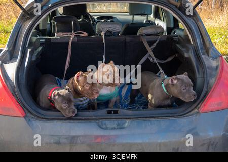 Quatre chiots tyrans américains dans le coffre d'une voiture. Transport de chiens domestiques. Transport d'animaux. Éleveur emmène les chiots au veteri Banque D'Images