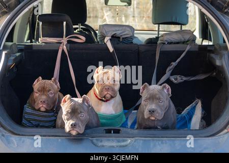 Quatre chiots tyrans américains dans le coffre d'une voiture. Transport de chiens domestiques. Transport d'animaux. Éleveur emmène les chiots au veteri Banque D'Images