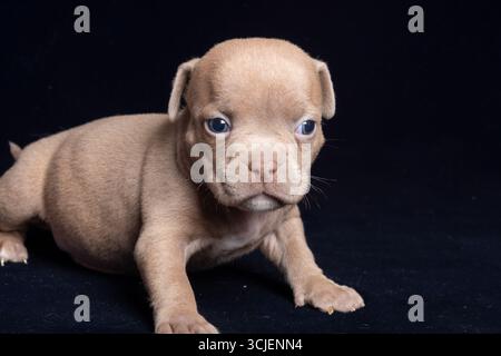 Chiot brun clair mignon avec des yeux bleus rampant sur un fond noir foncé, capturé dans un style photographique réaliste, symbolisant l'innocence Banque D'Images