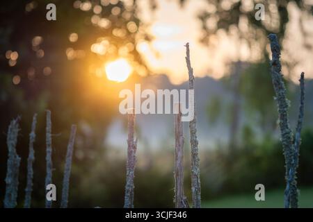 Lever de soleil à la campagne. Clôture idyllique sur un champ brumeux au lever du soleil. Détail de clôture en bois scandinave traditionnelle en épicéa et genévrier en t Banque D'Images