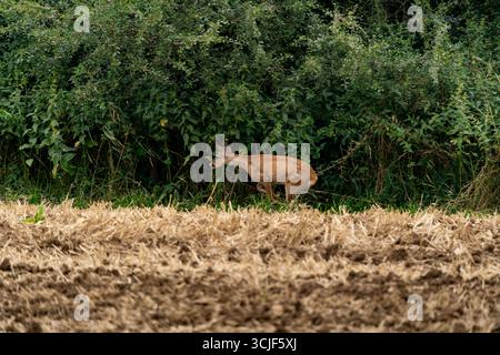 Chevreuil roulant le long du bord du champ récolté Banque D'Images