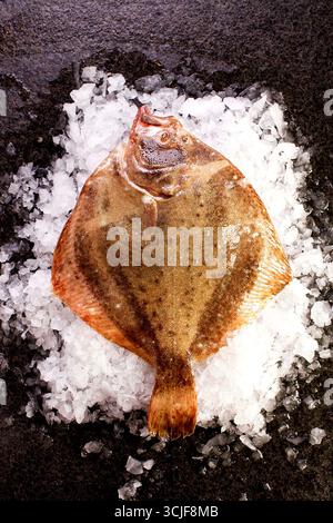 Turbot frais sur glace pilée - poisson plat entier, marché aux fruits de mer Banque D'Images
