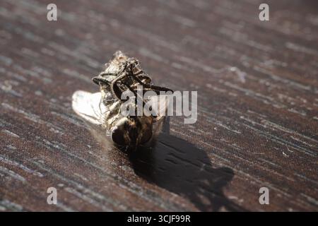 Plan macro d'une mouche morte couchée sur le dos sur une surface en bois à la lumière naturelle du soleil, montrant les détails fins du corps et des ailes de l'insecte. Banque D'Images