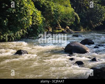 Une scène de rivière de montagne naturelle avec une eau claire et coulante se déplaçant rapidement sur les rochers Banque D'Images