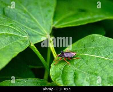 Forest Bug, Pentatoma rufipes sur la feuille de haricot, ou Shield bug. Banque D'Images